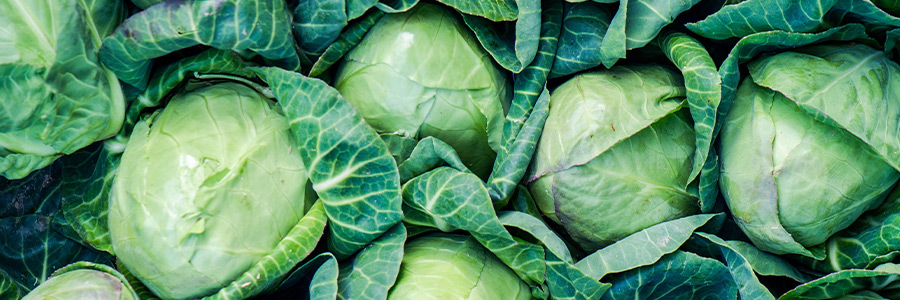 Can dogs eat cabbage?