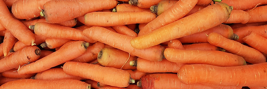 Can dogs eat carrots?