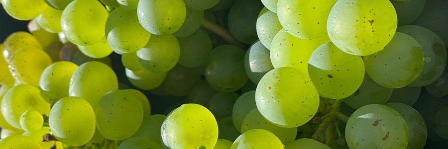 Can dogs eat grapes?