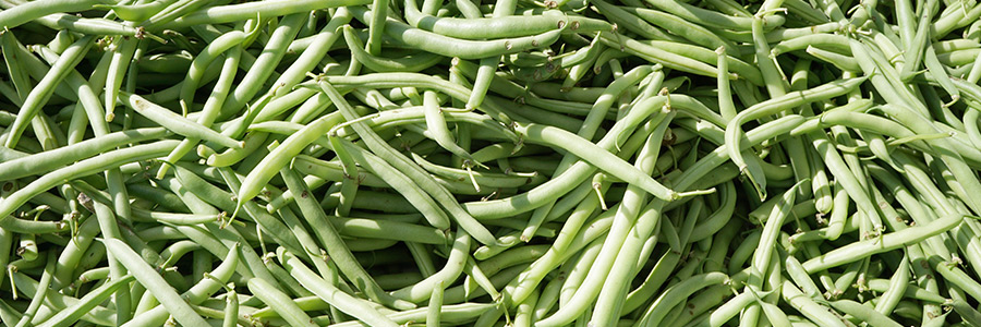 Can dogs eat green-beans?