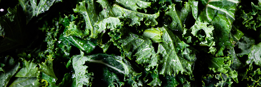 Can dogs eat kale?