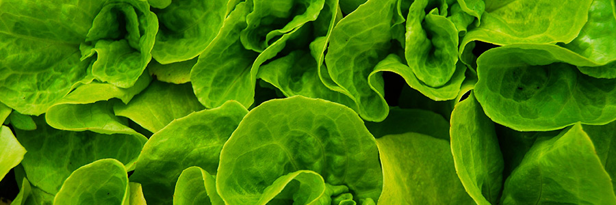 Can dogs eat lettuce?