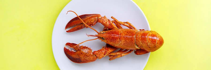 Can dogs eat lobster?
