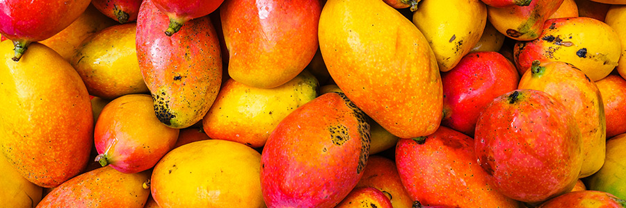 Can dogs eat mango?