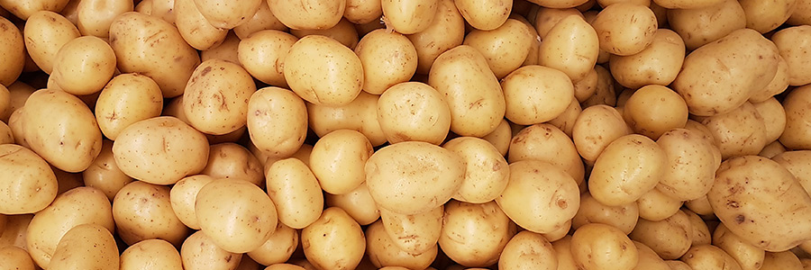 Can dogs eat potato?