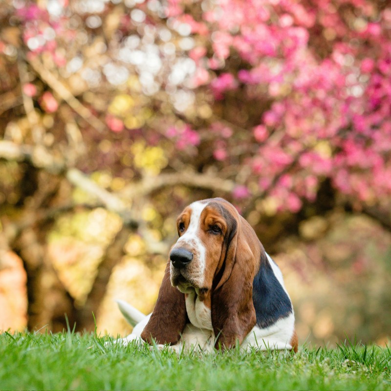 A Basset Hound outdoors A Basset Hound outdoors