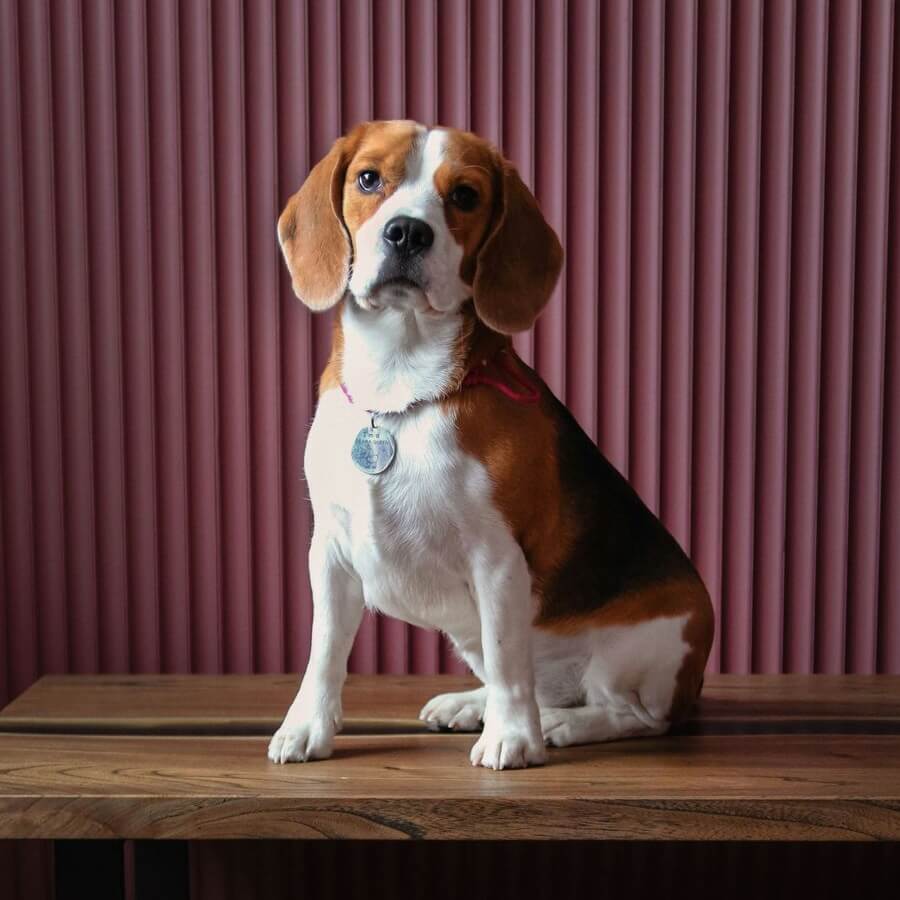 A cheerful Beagle sitting in a field, showcasing its friendly demeanor and unique appearance.