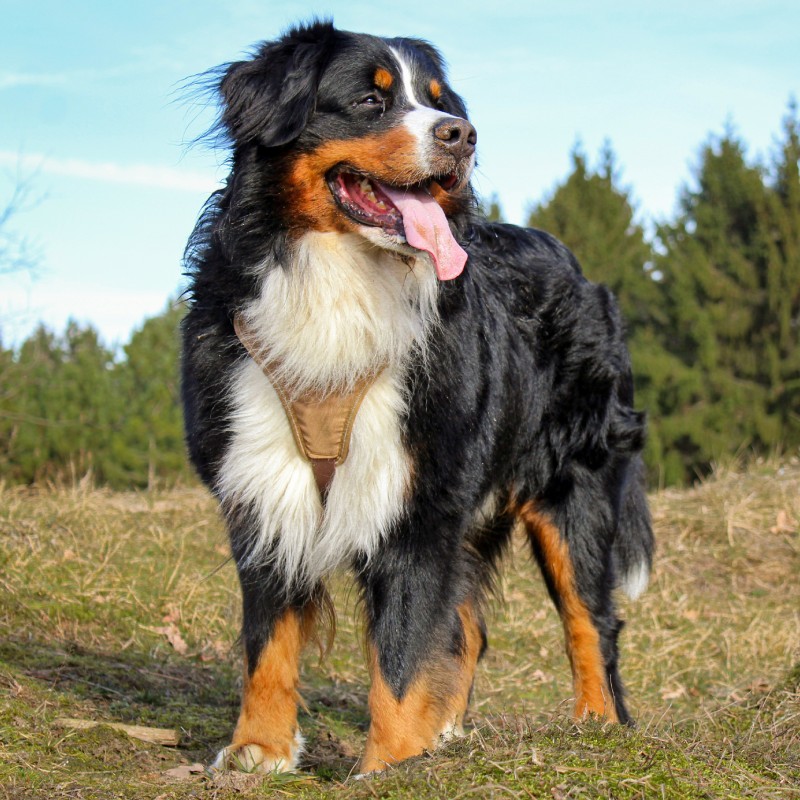 A Bernese Mountain Dog outdoors