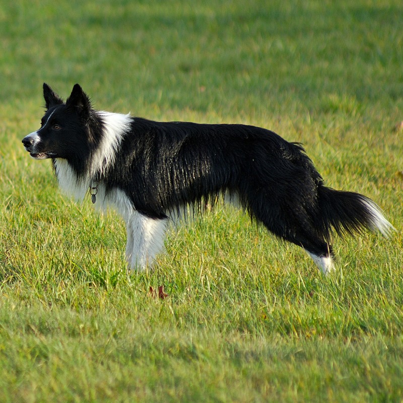 A Border Collie outdoors