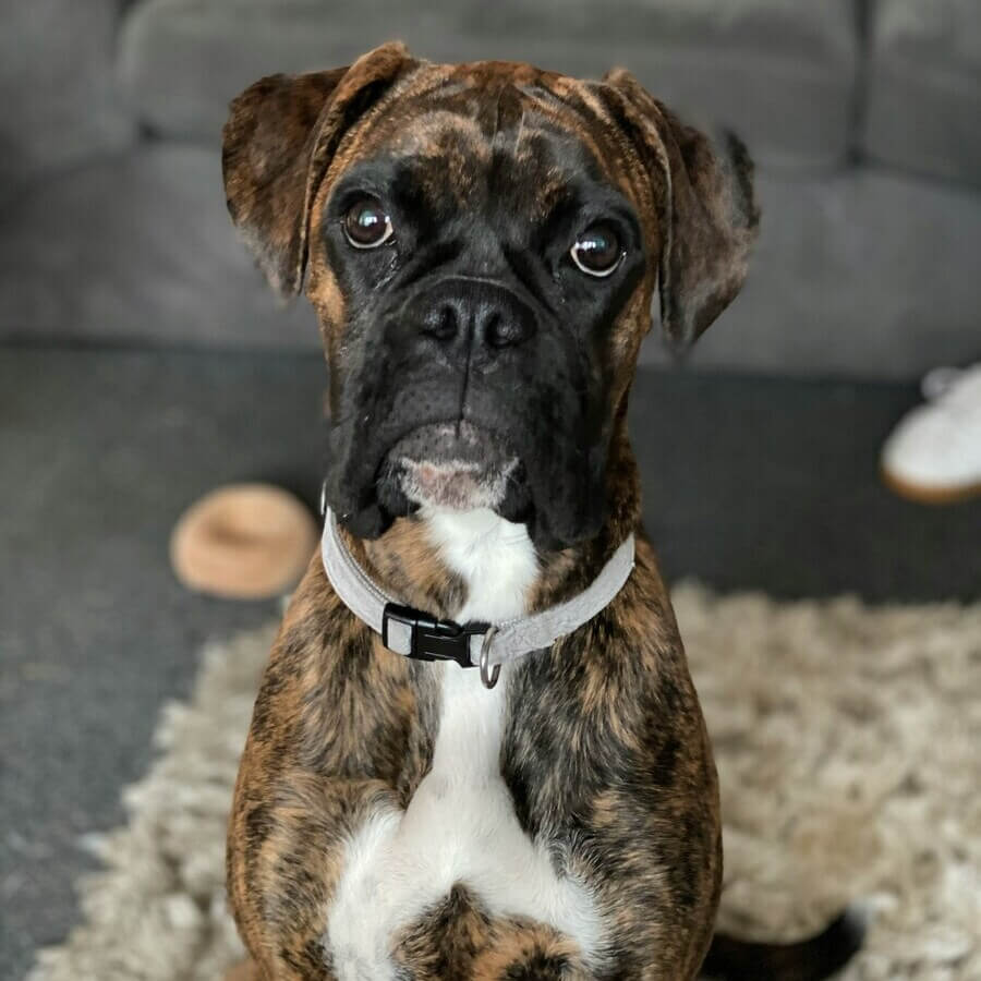 A playful and energetic Boxer dog