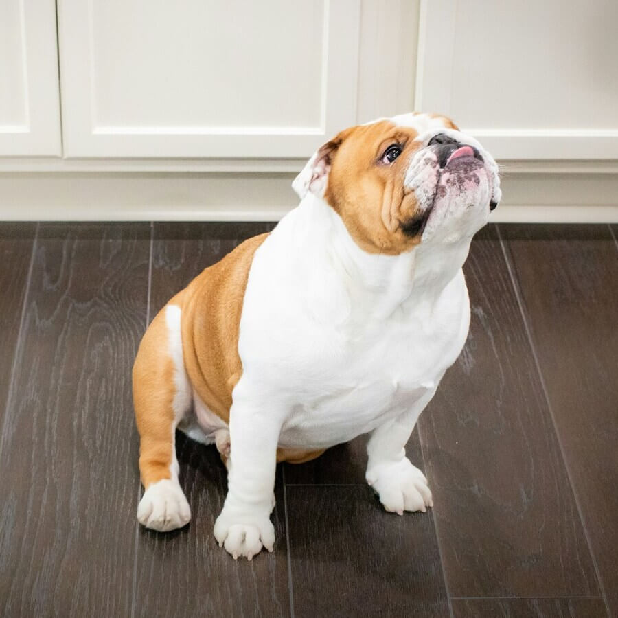 A charming Bulldog sitting peacefully