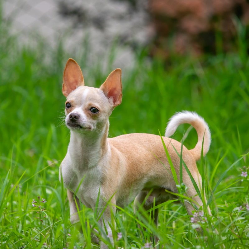A Chihuahua outdoors