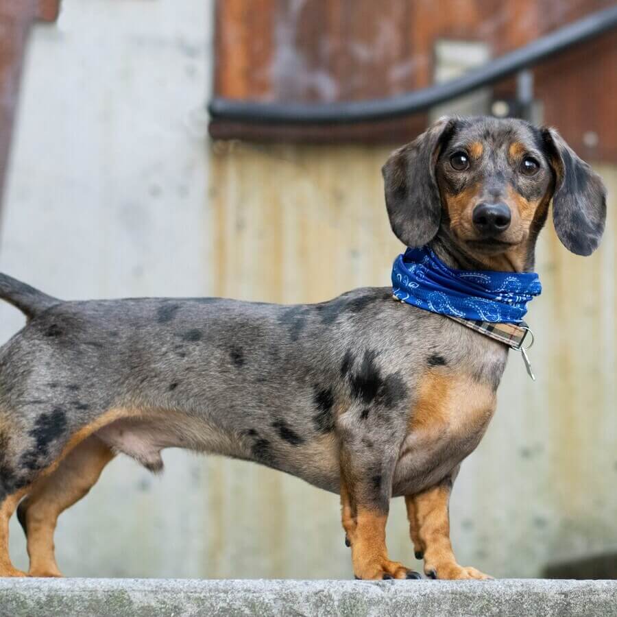 A playful Dachshund in a sunny park