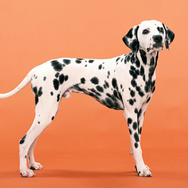 A Dalmatian outdoors