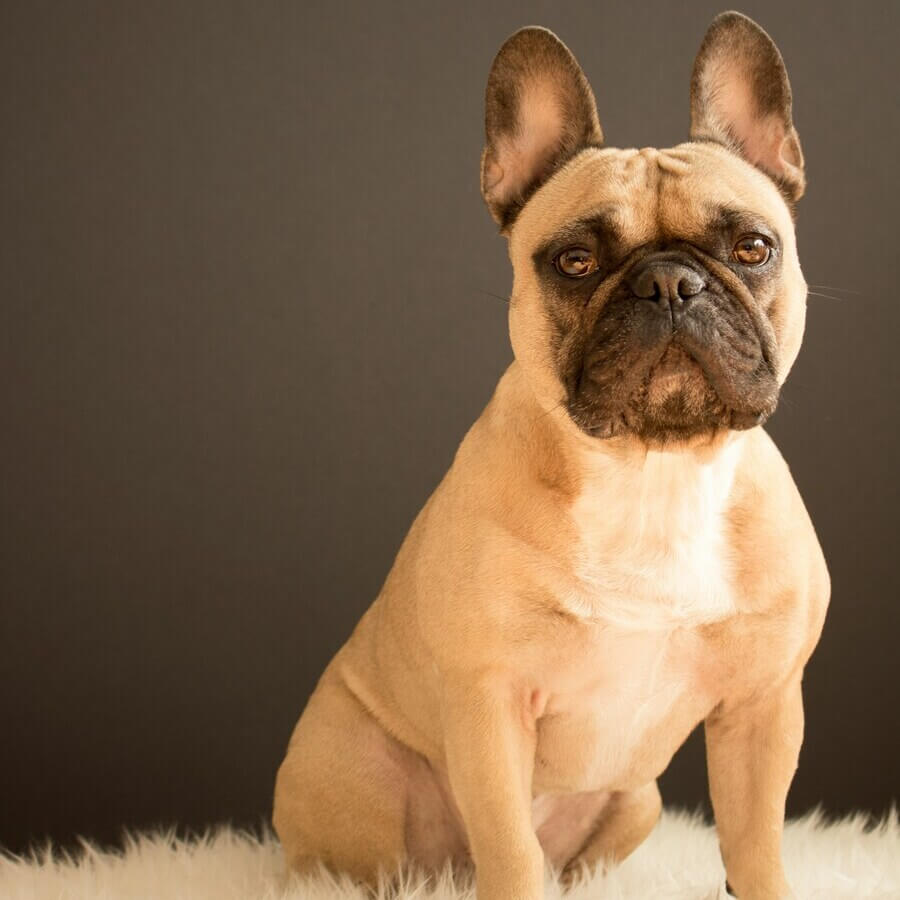 A happy French Bulldog sitting on a grassy field with its tongue out