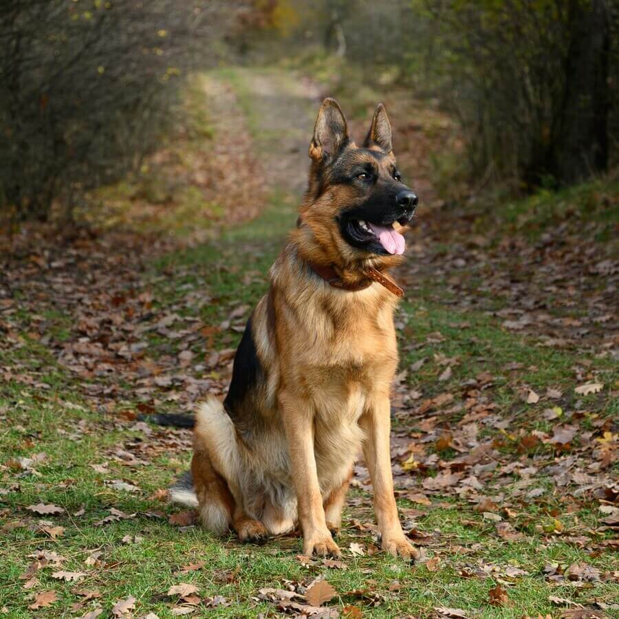 A German Shepherd standing proud with a noble expression