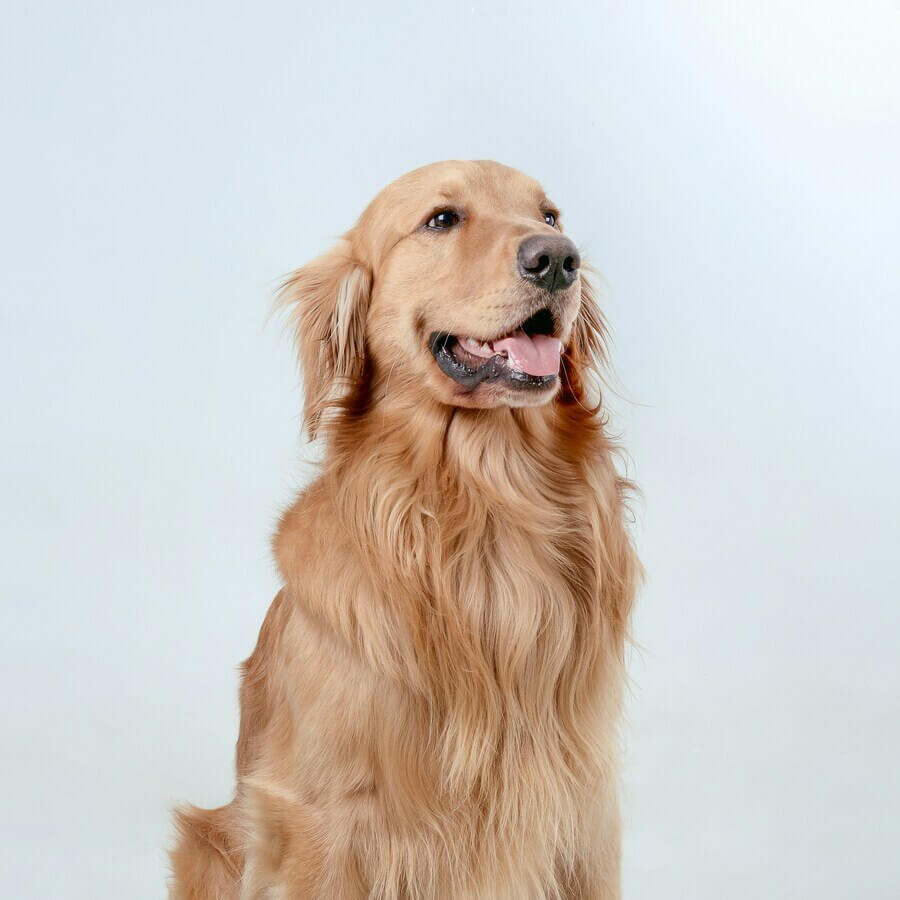 Golden Retriever playing in a field
