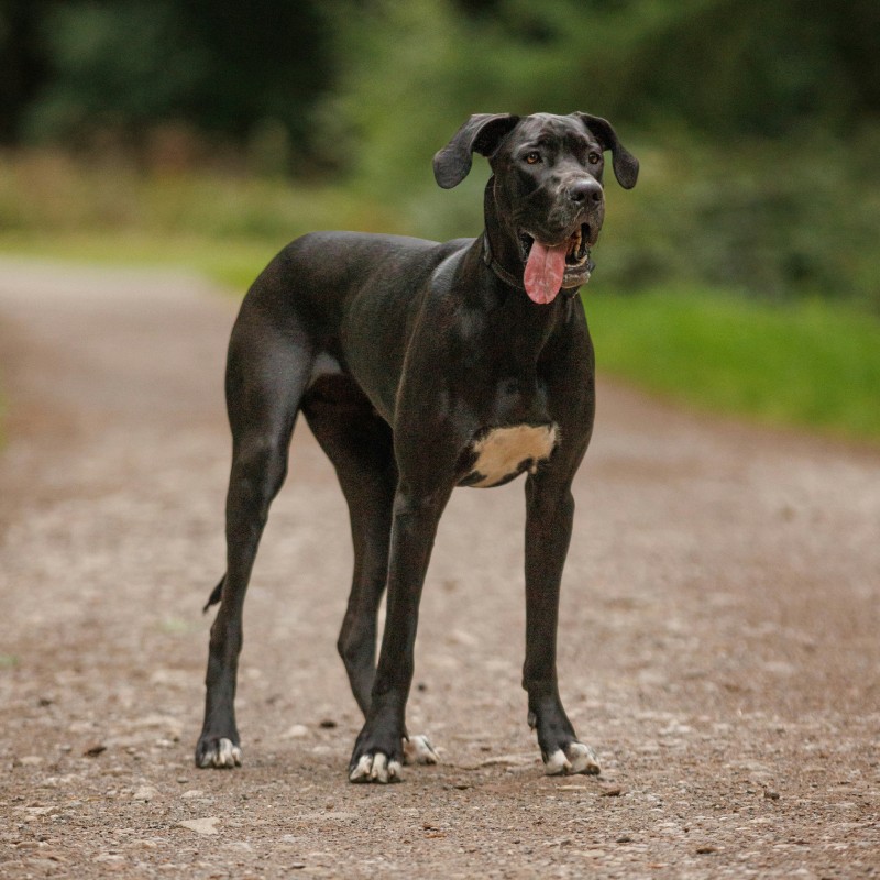 A Great Dane outdoors