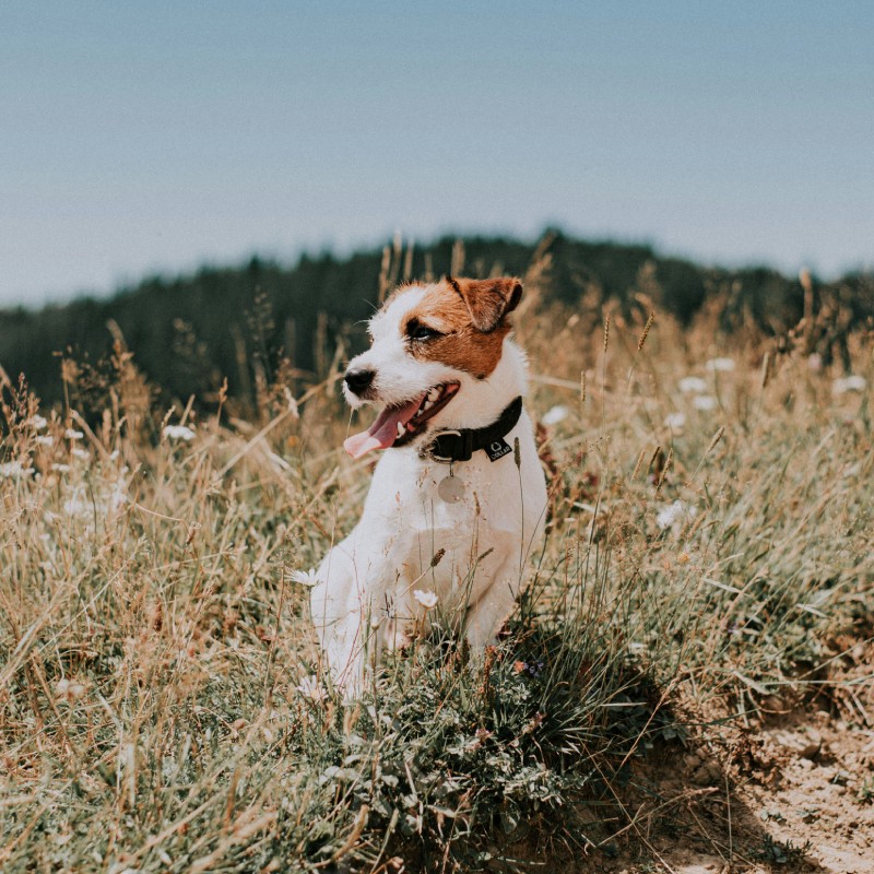 A Jack Russell Terrier outdoors