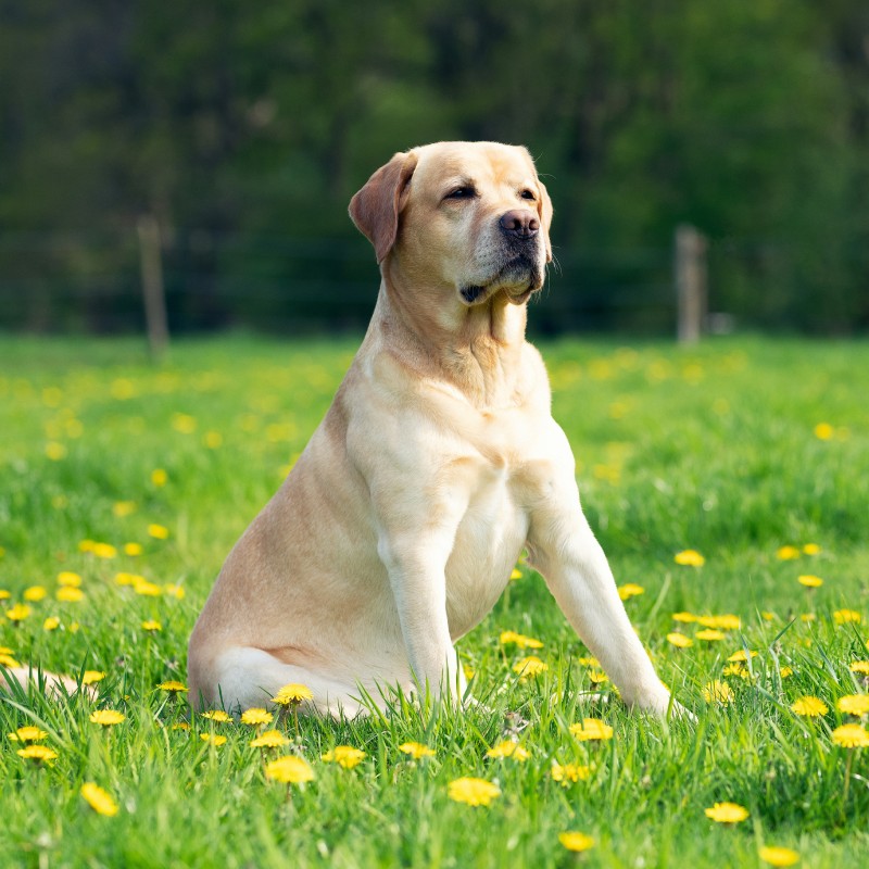 A Labrador Retriever sitting in a field of wildflowers
