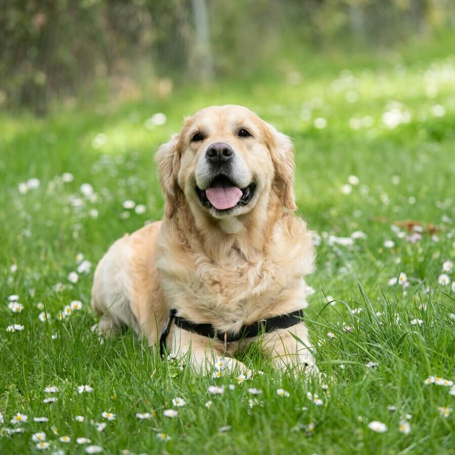 A happy Labrador Retriever playing fetch in a park