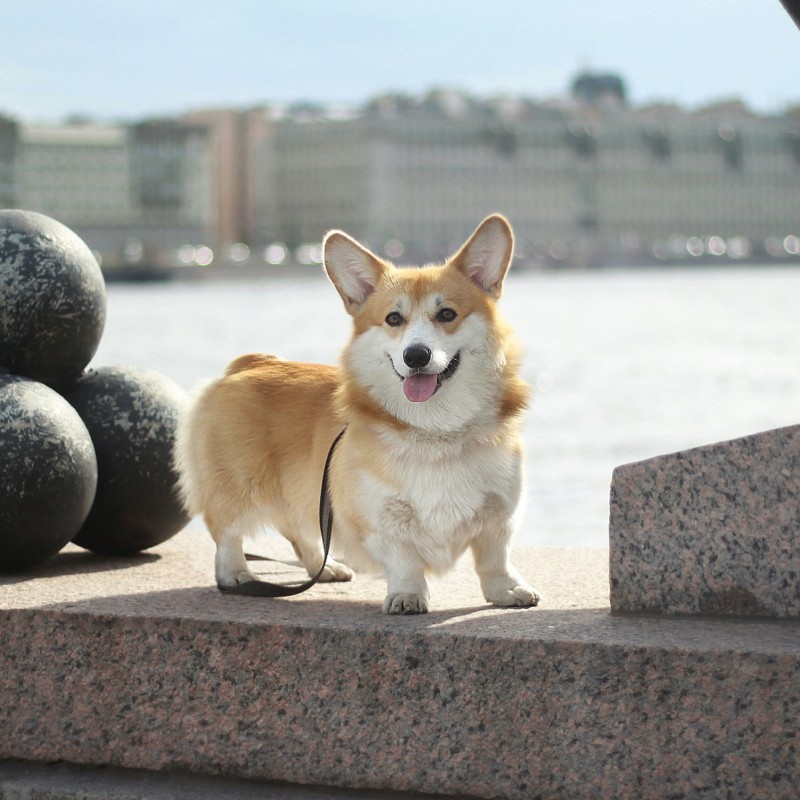 A Pembroke Welsh Corgi outdoors