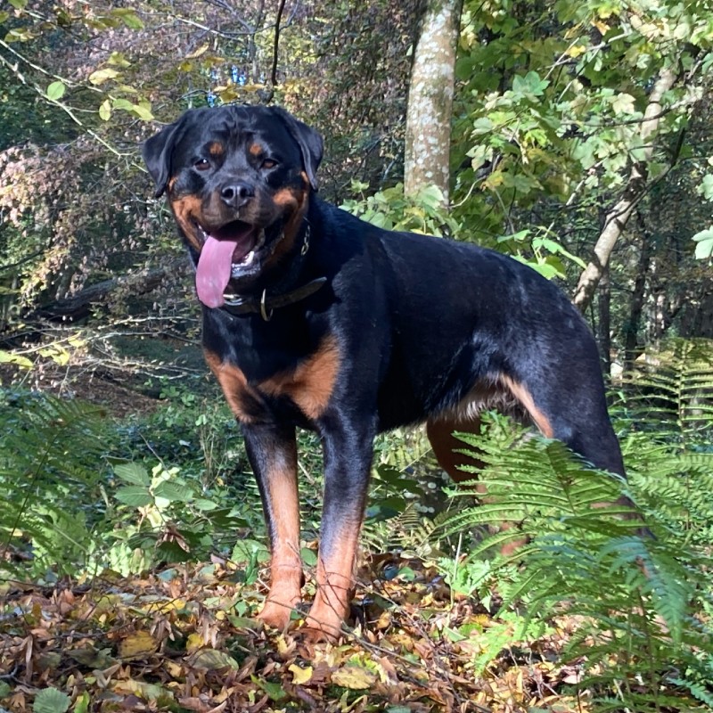 A Rottweiler standing outdoors