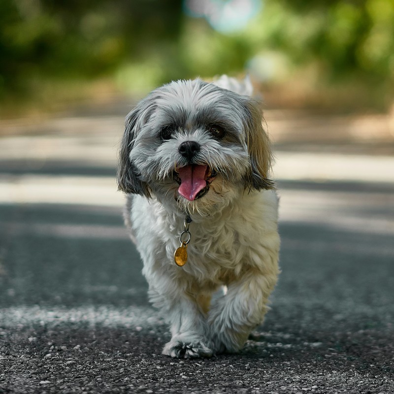 A Shih Tzu outdoors