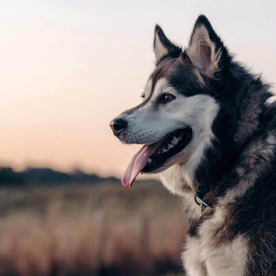 A striking Siberian Husky with piercing blue eyes against a snowy background