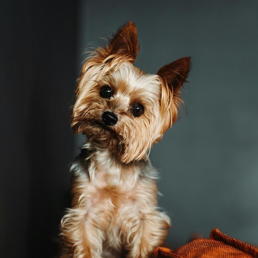 A Yorkshire Terrier sitting gracefully with its long, shiny coat